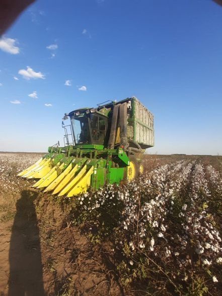 233510W440 Chaco: Refinancian A La Industria Del Algodón - Algodon