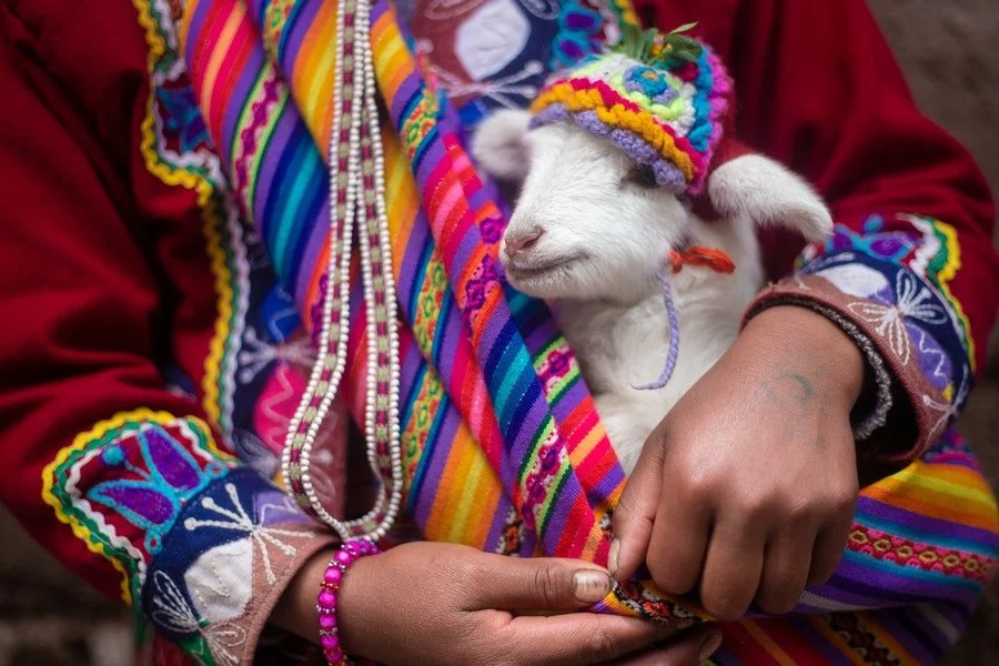 Perú Se Mantiene Como Primer Exportador En Fibra De Alpaca