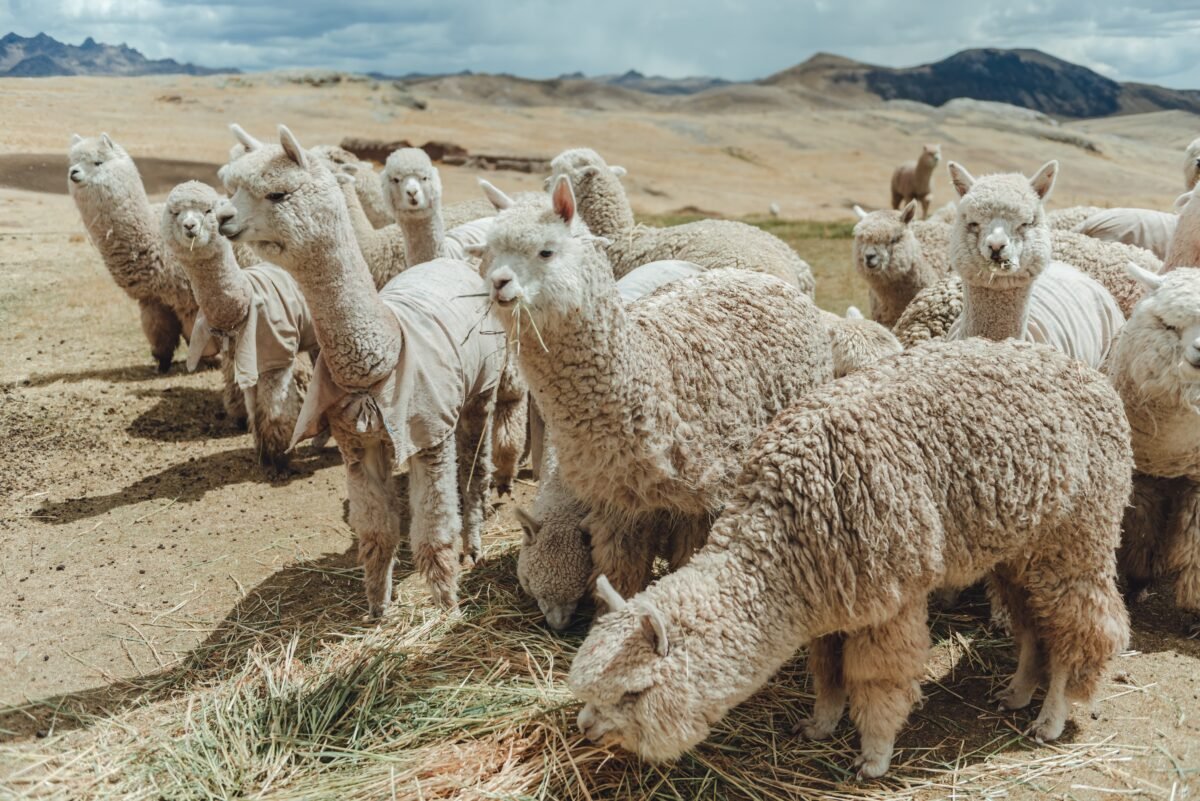 Alpaca Fiesta 2024 Evento Mundial Mas Importante Ecosistema Alpaquero 59 502073 Alpaca Fiesta 2024, El Evento Mundial Más Importante Del Ecosistema Alpaquero - Empresas Calzado, Cuero